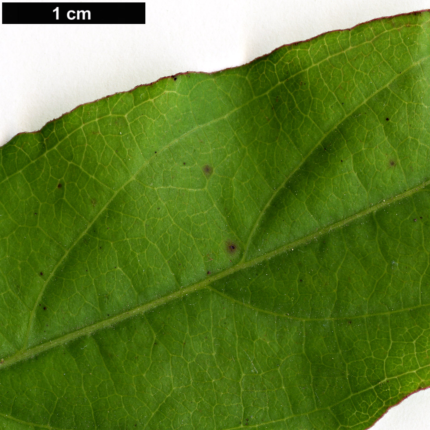 High resolution image: Family: Rubiaceae - Genus: Paederia - Taxon: foetida